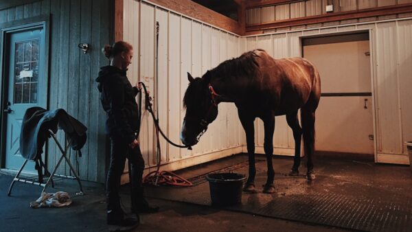 Jak dbać o konia – jego zdrowie, kondycję i wygląd?